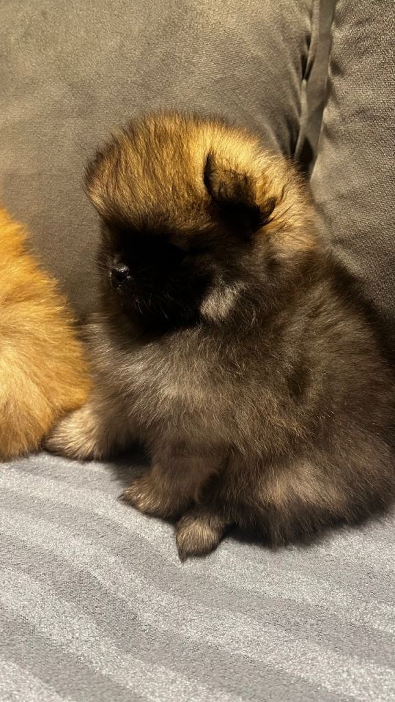 Pomeranian puppys 