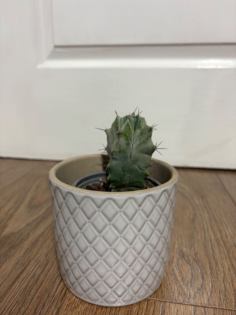 Mini Cactus