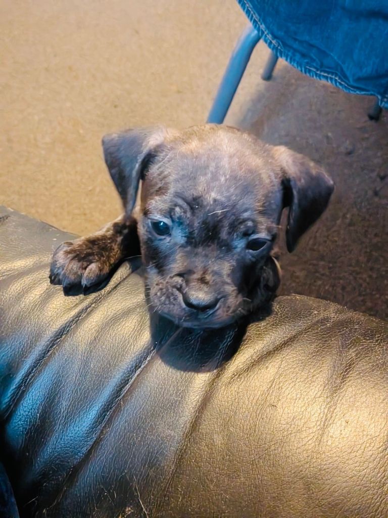 Female French Bulldog x Staffordshire