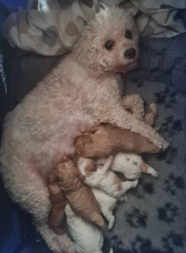 Cavapoo Puppies 