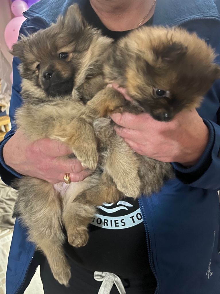 Pomeranian Puppies *Only 2 Boys Left*