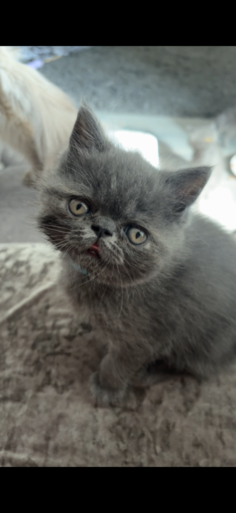 Gorgeous Persian kittens looking for new homes 