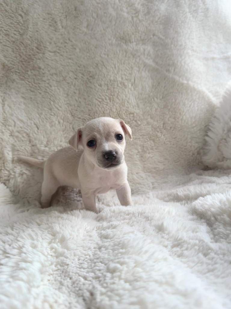 Chihuahua/Jack Russell 