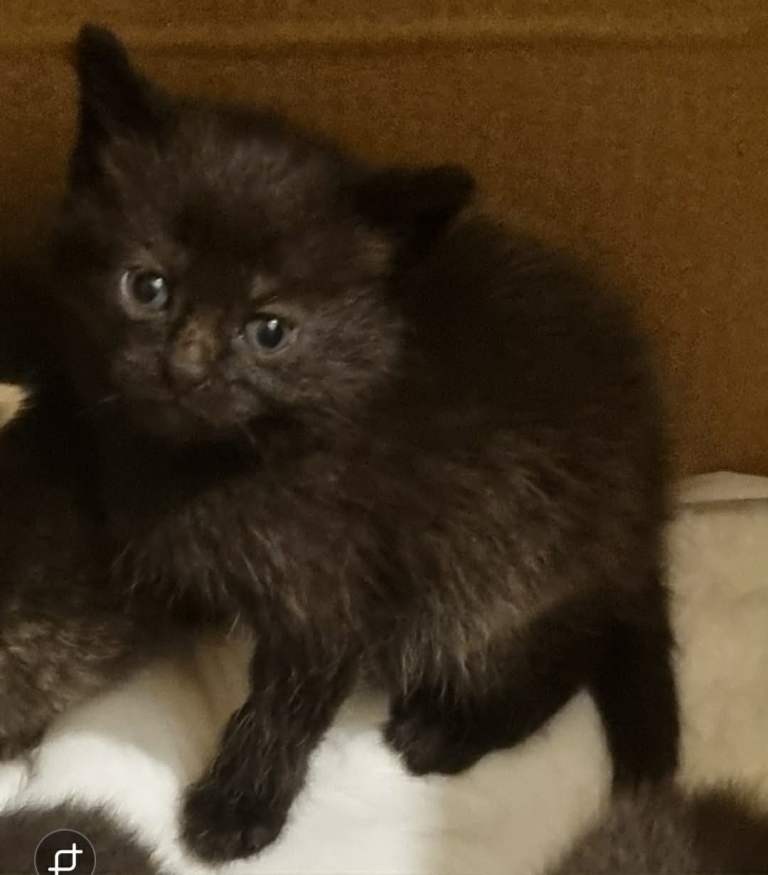 1 kittens for sale