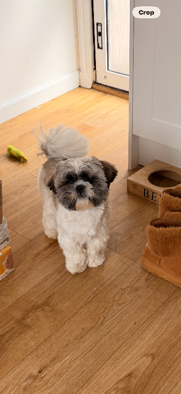 Shih Tzu male neutered 