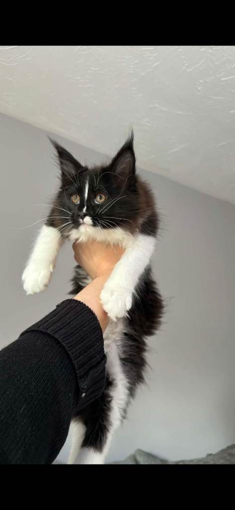 Champion bloodline mainecoons