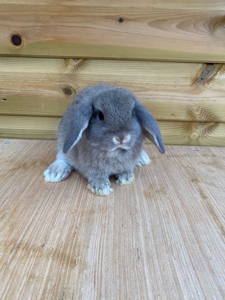 Mini lops boys ( ready now ) 