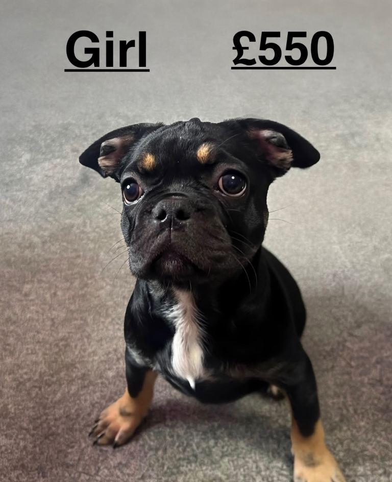 French Bulldog puppies for sale