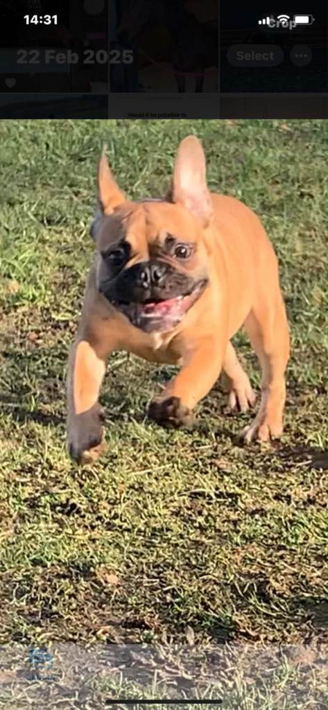 French bulldog Rehome for Hugo 