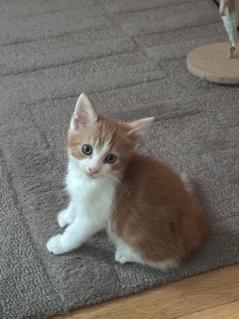 Adorable Ginger and White Kitten