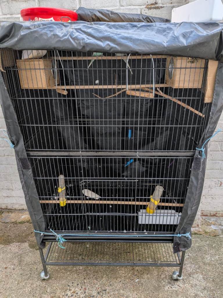 🦜 Beautiful Pair of Budgies for Sale 🦜