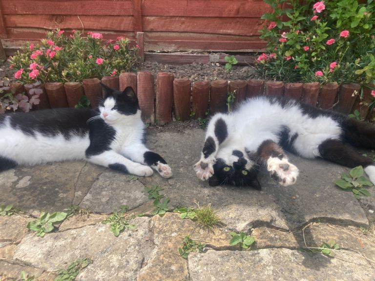 Two lovely cats looking for a new home!!