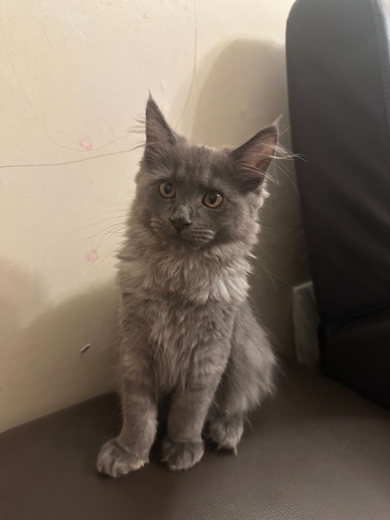Blue Maine coon for sale 