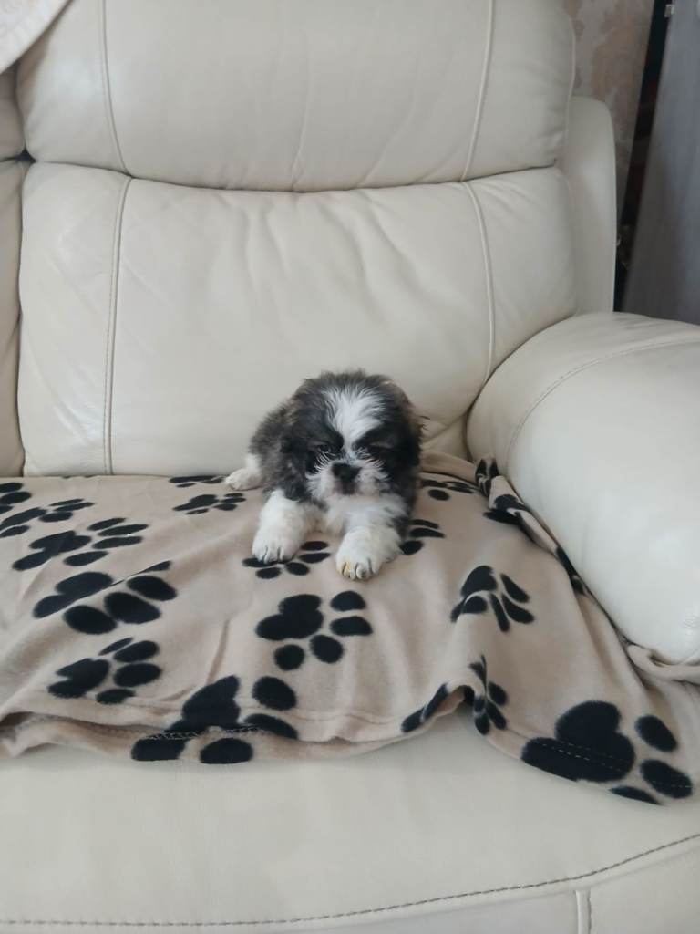 shih tzu puppy