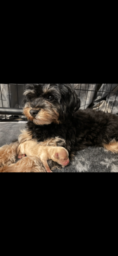 Tiny phantom rare maltipoos 