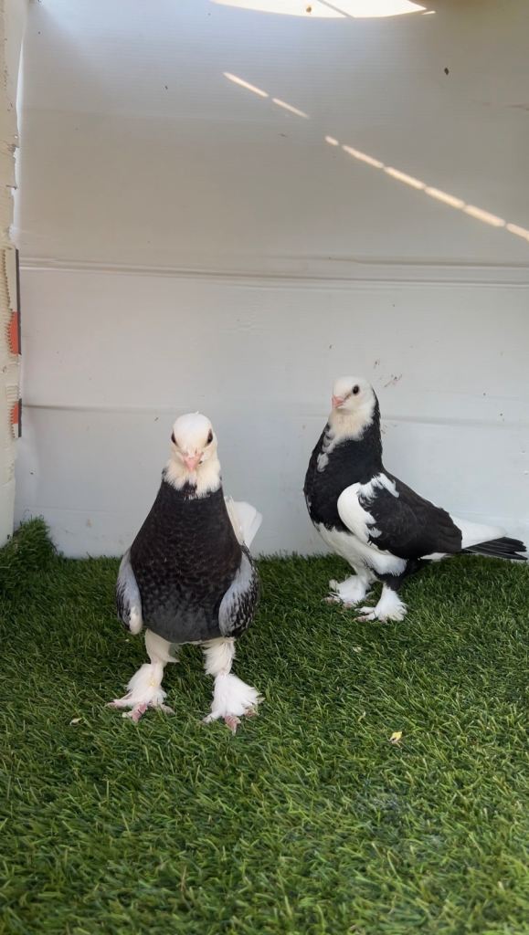 Kurdish pigeons 
