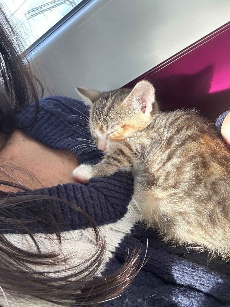 Affectionate kitten