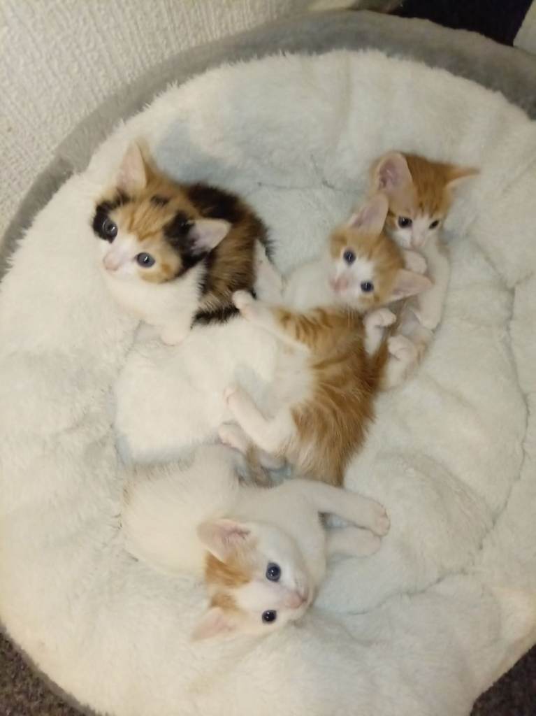 Kittens for sale 