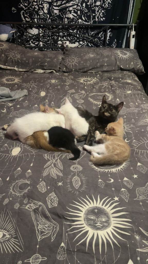 Kittens ready to go now