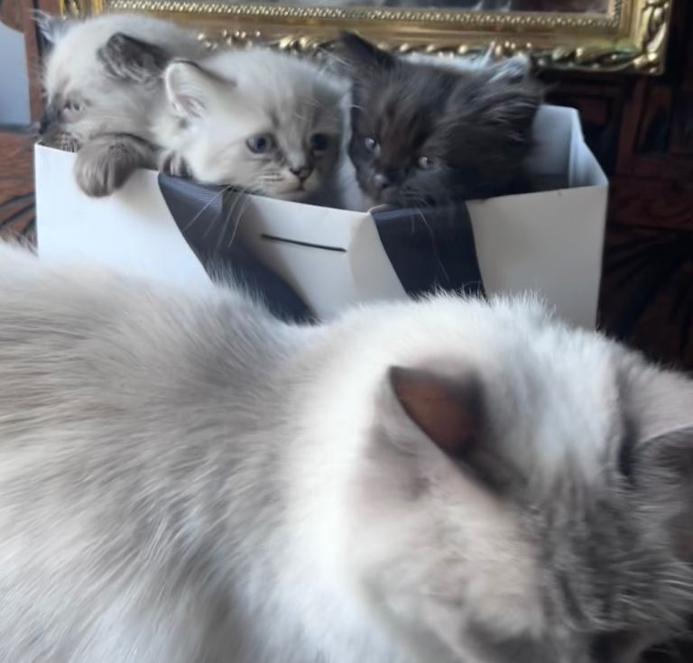 🐾 Stunning Pure Siberian Kittens 🐾