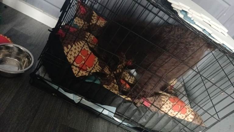 Beautiful chocolate brown cockapoo puppy