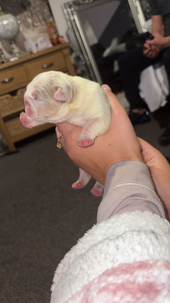 Old English Bulldogs 