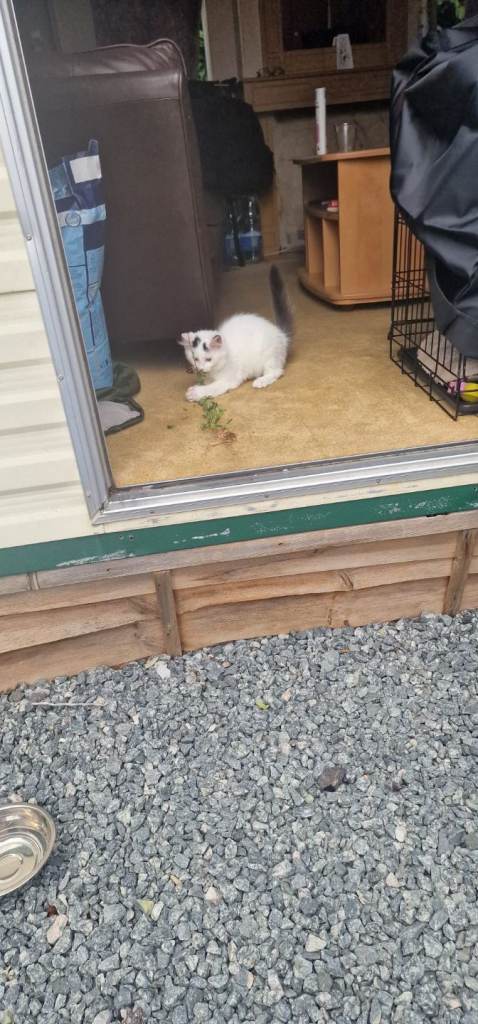 Kitten