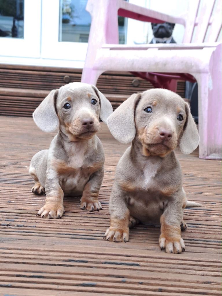 Miniature Dachshund’s 