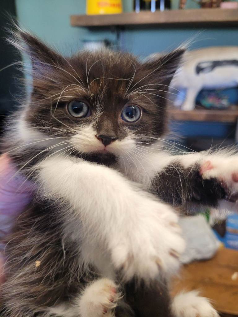 Long haird kittens 