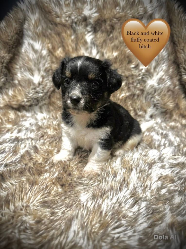 Stunning traditional and merle jack Russel puppies 