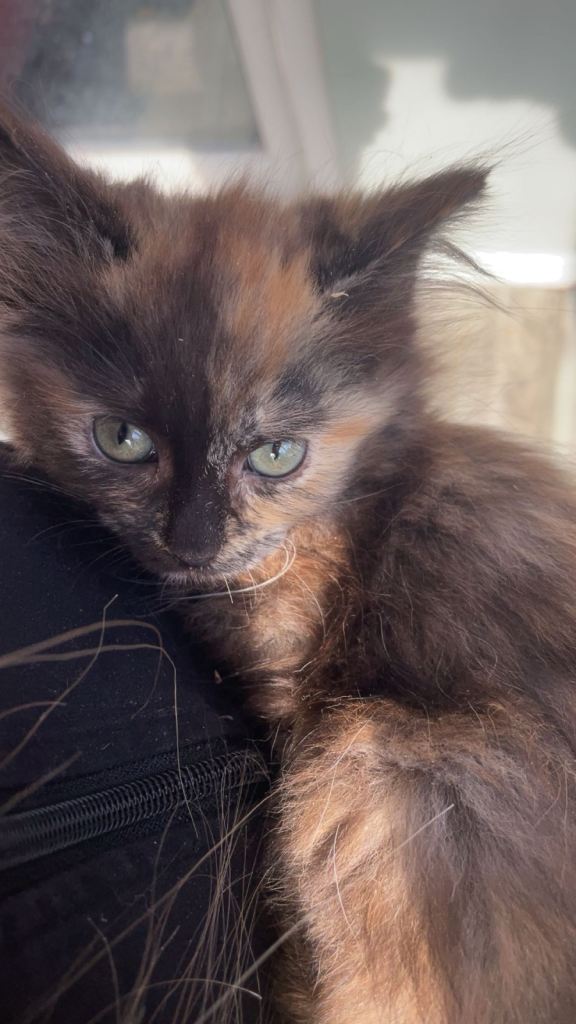 Tortie ragdoll x Norwegian forest kitten 