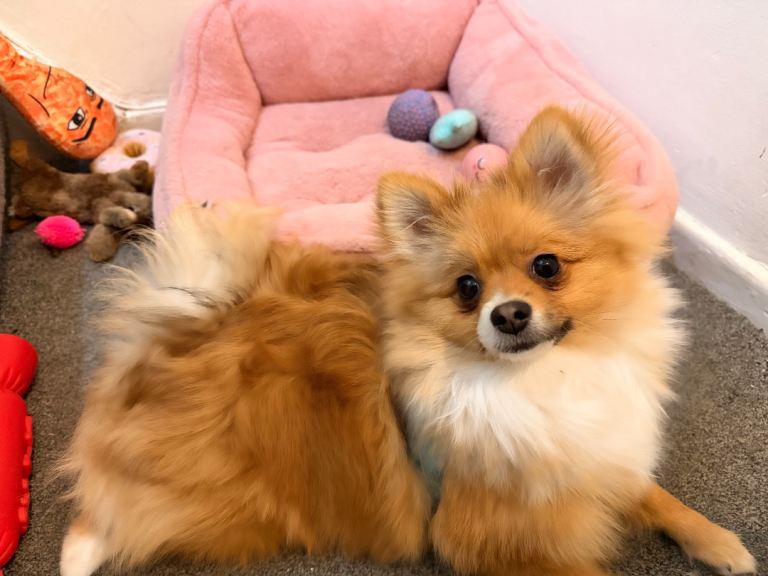 pomeranian puppy male 8 months 
