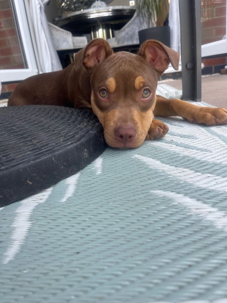 Rottweiler x American bully puppy