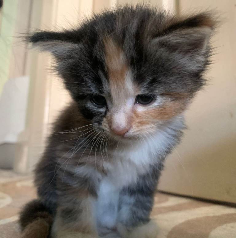NewBornKitten