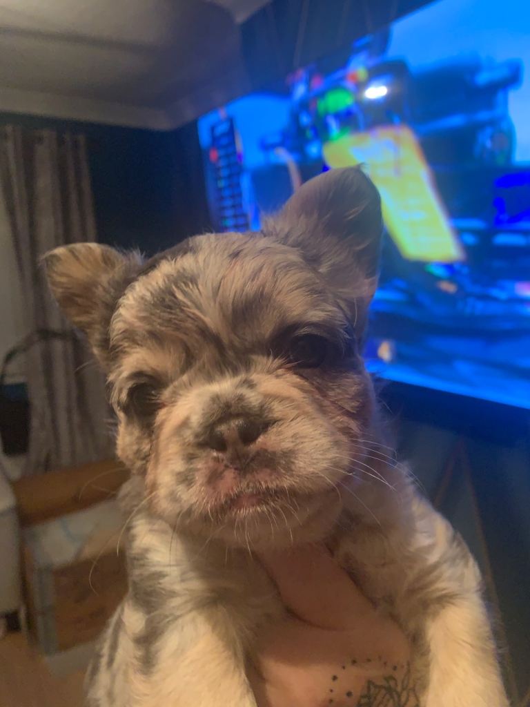 Quality fluffy French Bulldog pups 