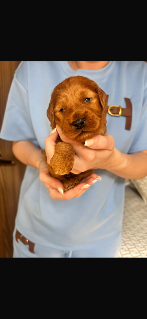F1 fox red Cockapoo puppies