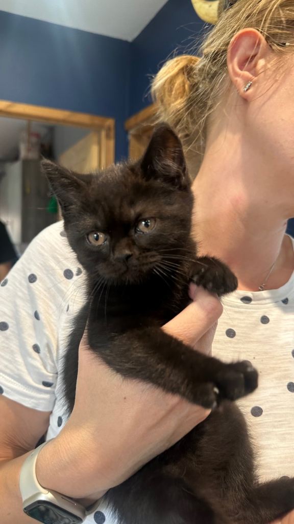 British shorthair kitten 