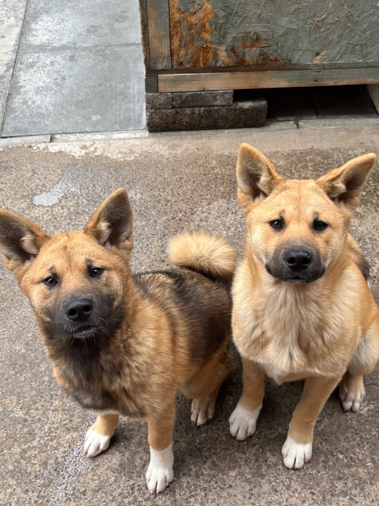 Akita 