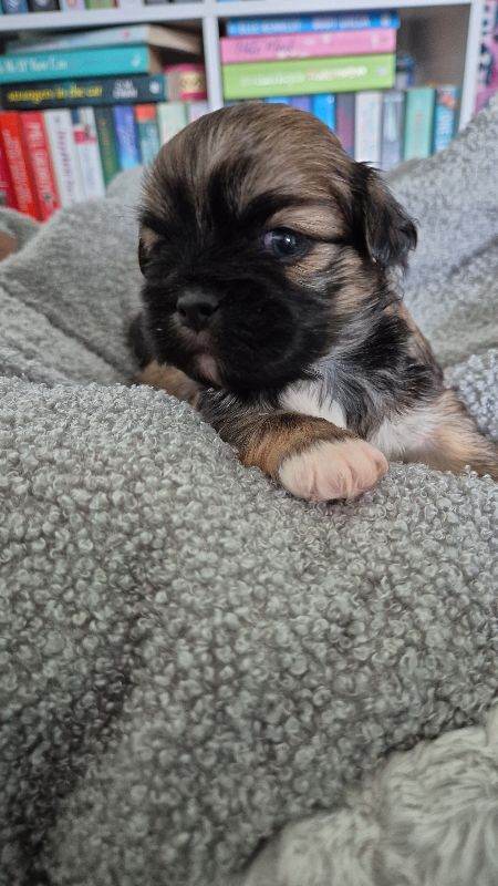 Lhasa apso puppy