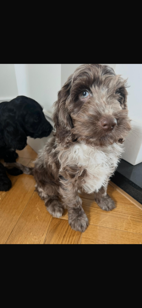 Cockapoo pups