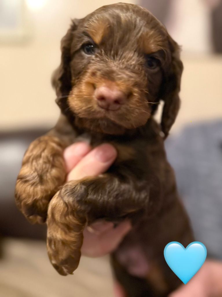 ✨ Chocolate & Tan Cocker Spaniel Puppies ✨