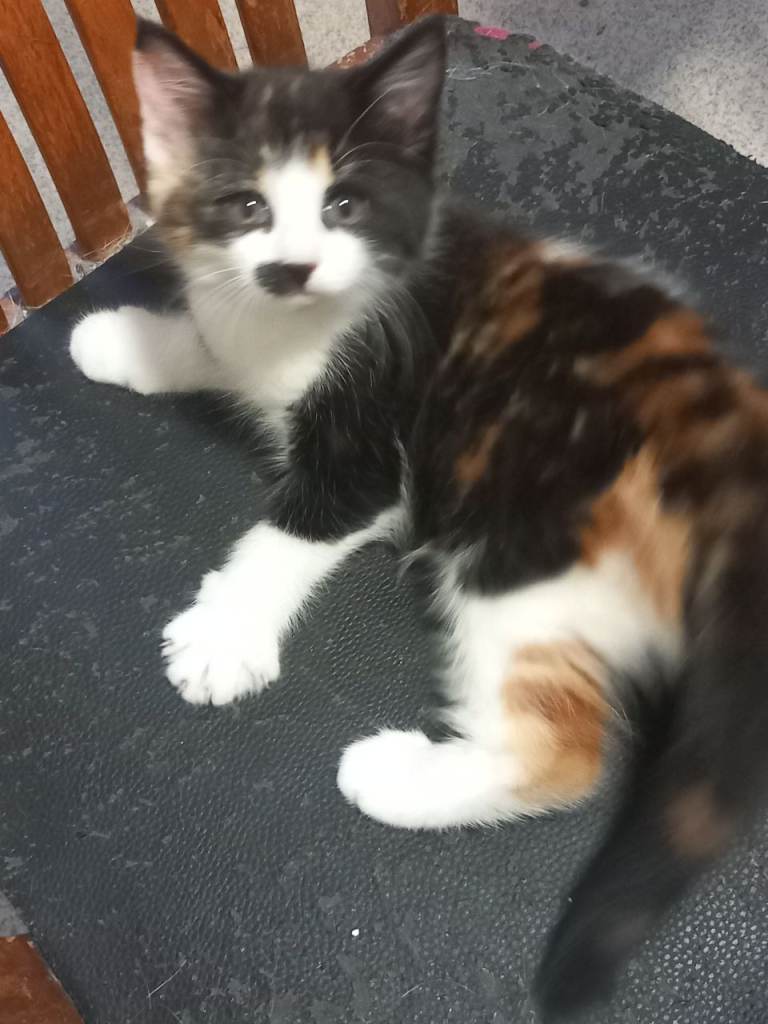 A very beautiful Calico girl kitten for sale