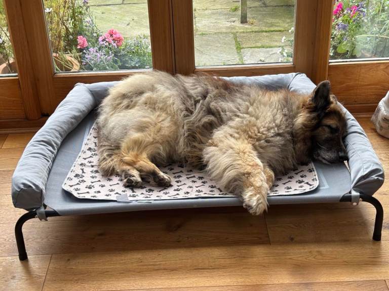 Elevated raised bed for medium size dog