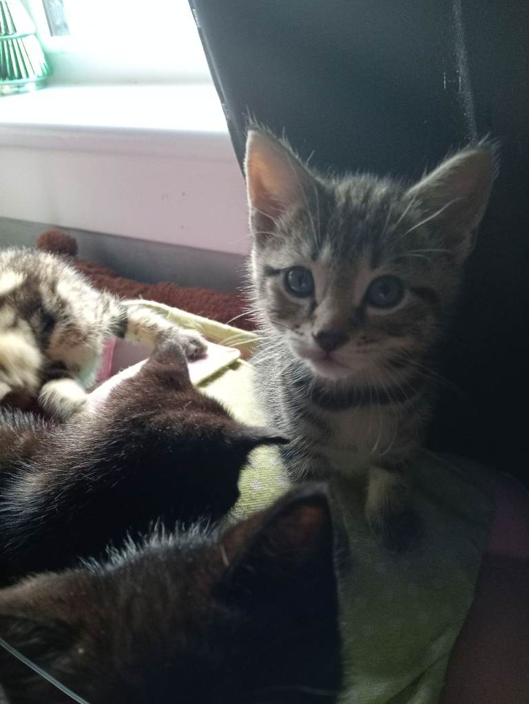 Kittens 