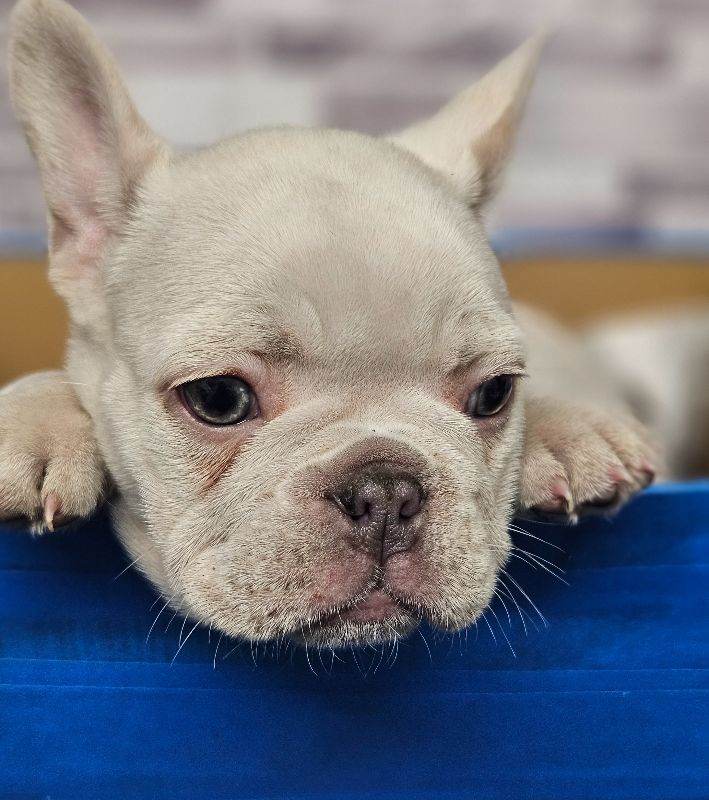 French bull dog puppies 1 girl left 