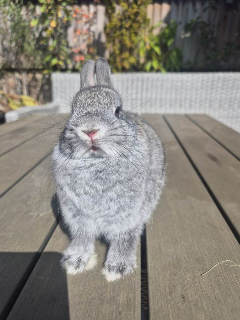 Baby Netherland dwarf rabbits 
