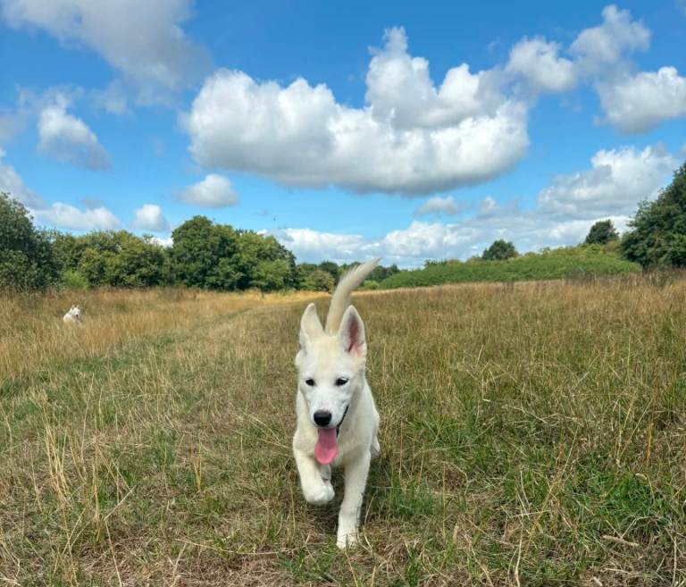 1 White female Husky PUP. Can be walked now!
