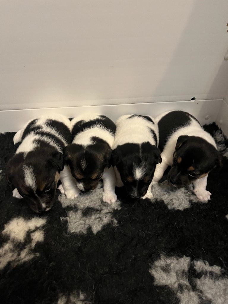 Tri Coloured Jack Russell Puppies