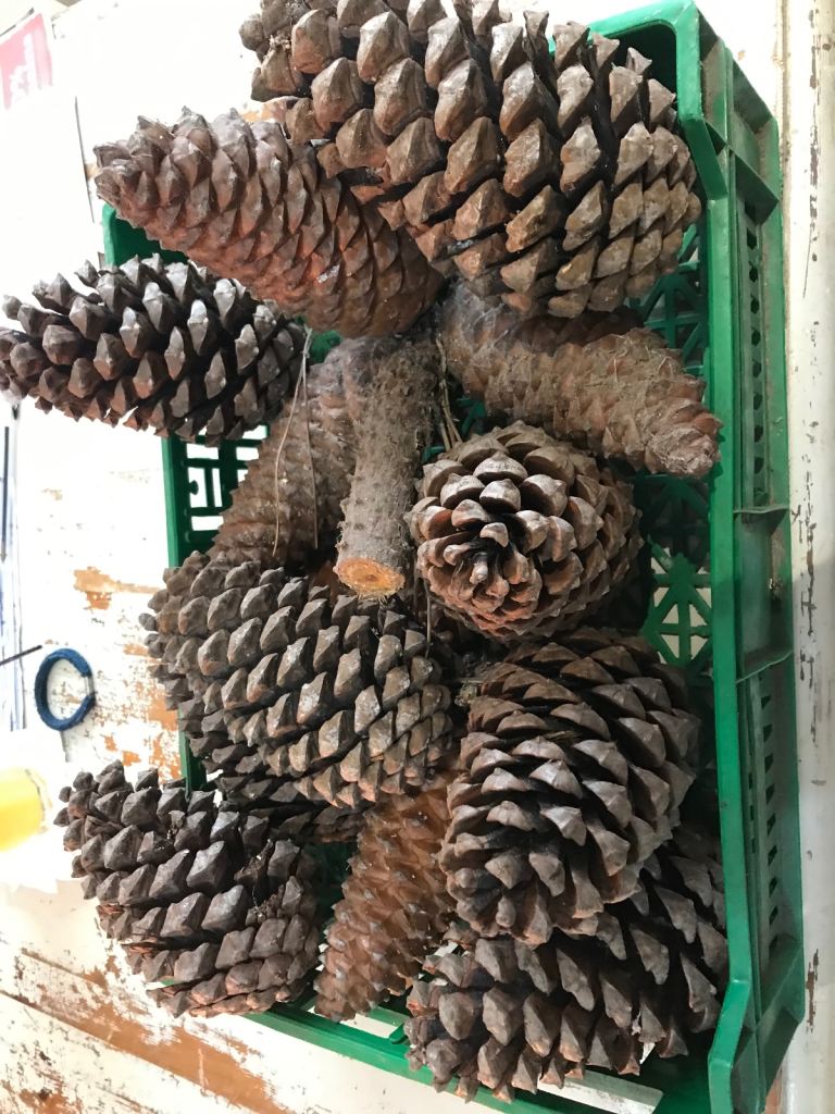 image for Giant Fir Cones