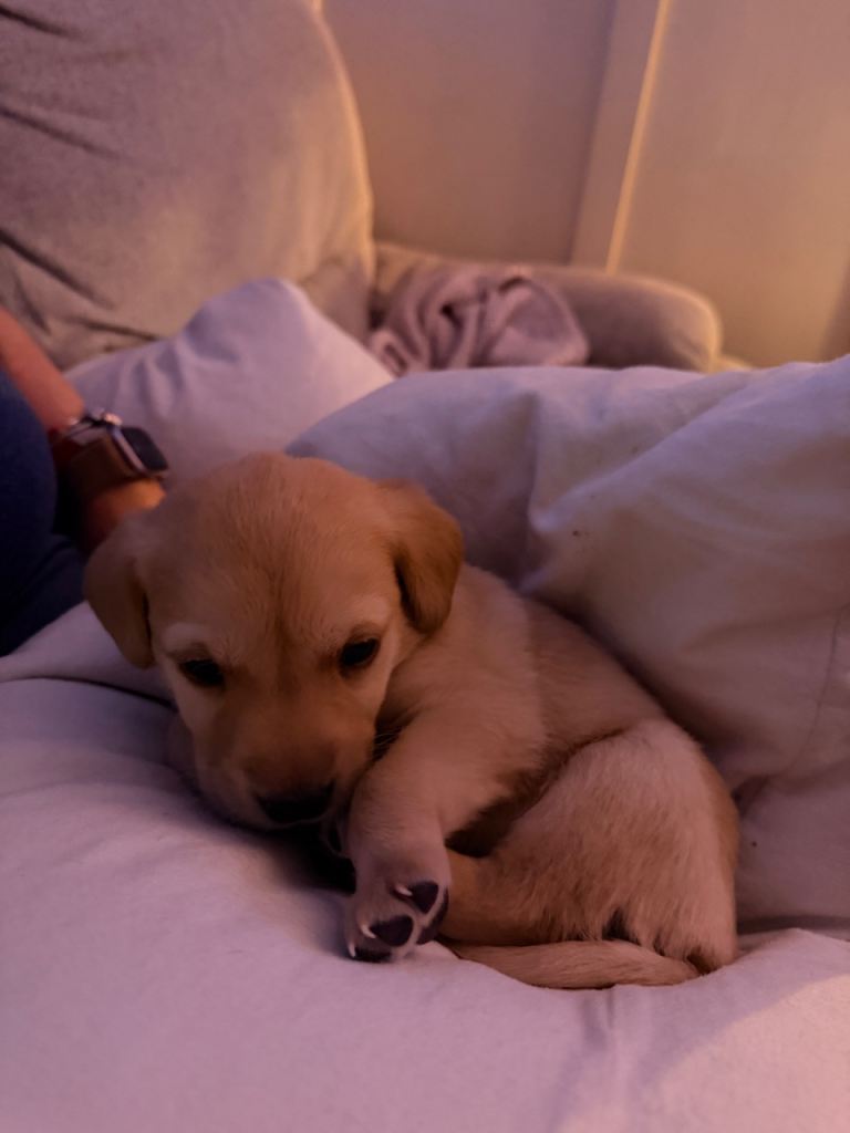 Labrador retriever puppies 